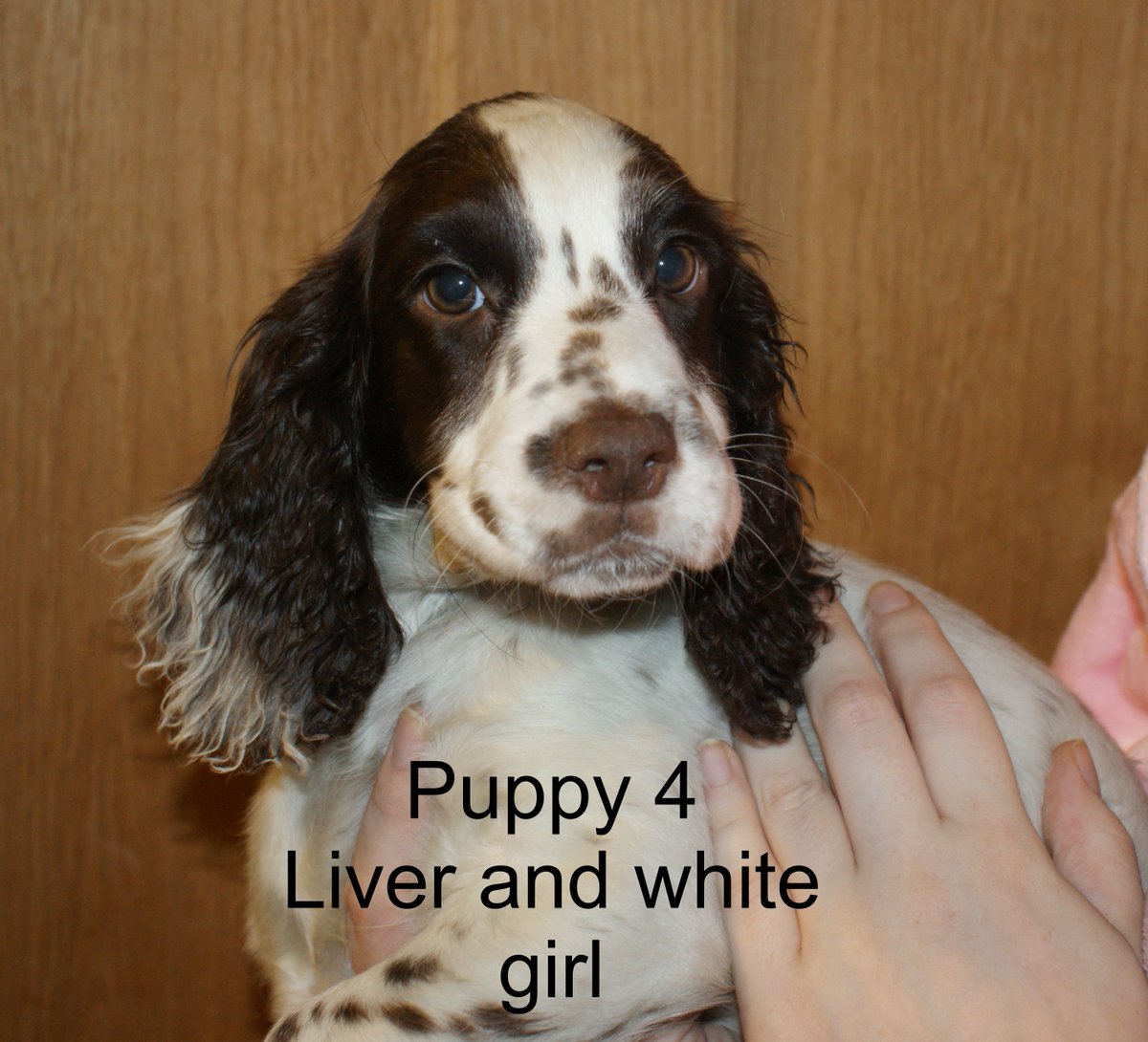 ADOGSLIFE3's tweet photo. Looking for a family home working cocker spaniel 15-week-old. https://t.co/jfV1QQyc1P             #puppy #cocker https://t.co/vqHZcqhpc1