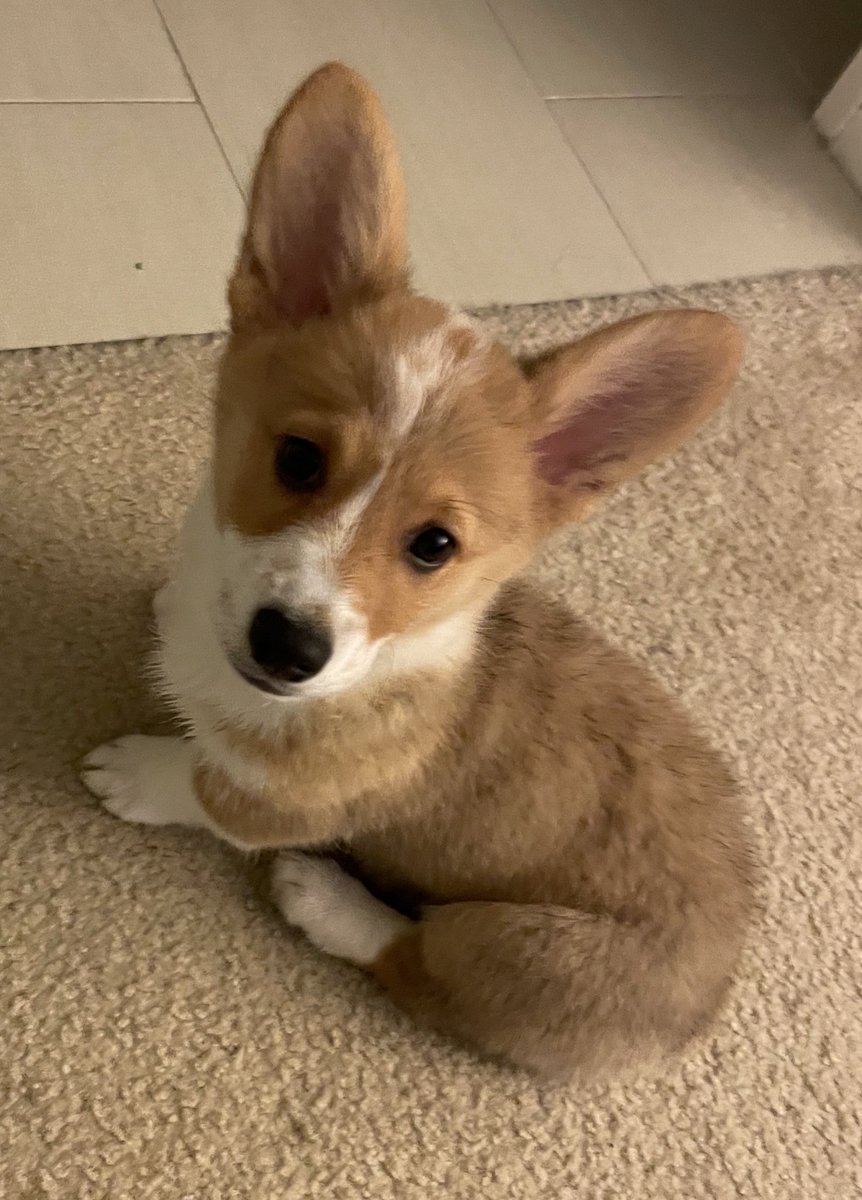 Chelsea Parlett tweet media