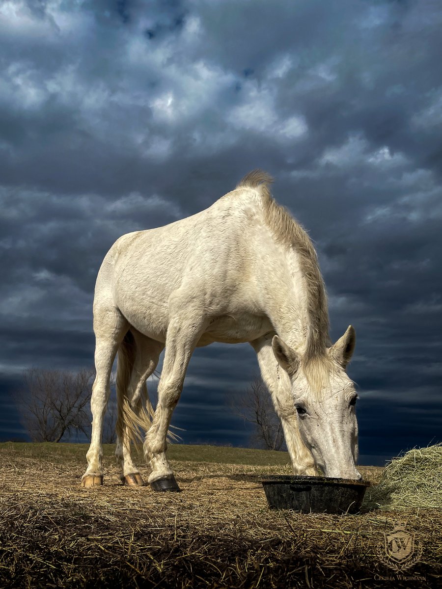 cwichmanndesign's tweet photo. The dark sky made Acriz pop out! I love this picture! Sadly I didn't brush her before I took it and it had just rained... #photographer #photography #horse #swedishwarmblood #swedeintexas #darksky https://t.co/bf1ecypKbI