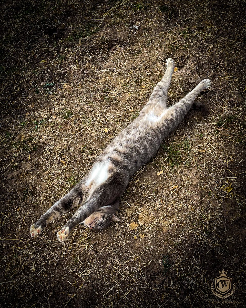 cwichmanndesign's tweet photo. Streeeeeeeetch... #cat #photography #life #photographer #lazylife https://t.co/6vsvjRsduk