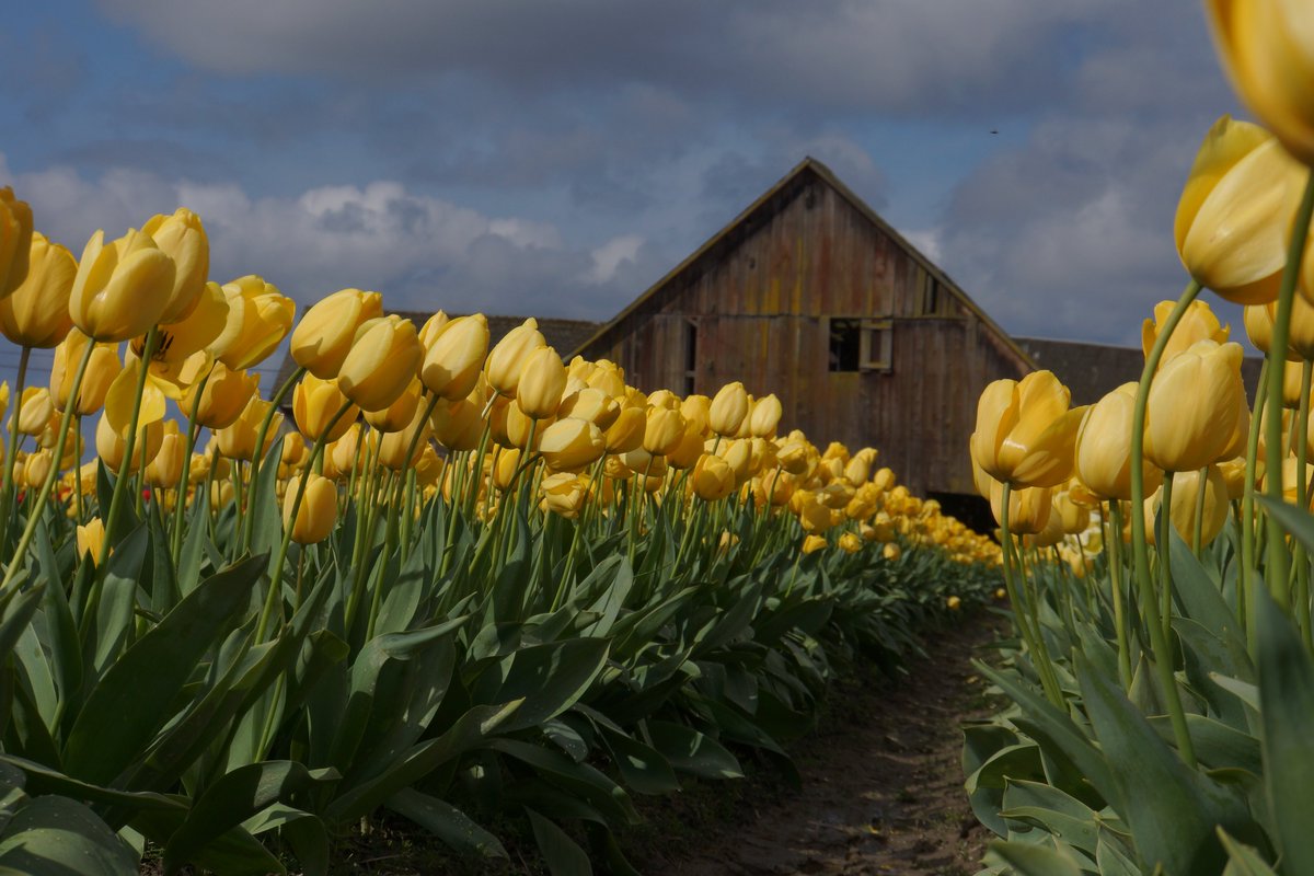 Memories of April2015 while LOST in a #tulipField in #SkagitWashington! #tulips #acHooo @SkagitValley #SkagitTulips #EYEofMYcamera #travelingCamera #lost #ontheRoadAgain #MYcameraLetsMEtagAlong #PNW @WAStateAwesome @StateWashington #WESTcoast #WestCoastWednesday