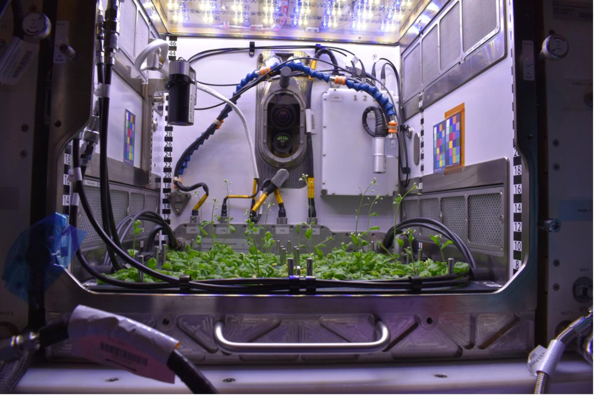 EPIGENETICA47's tweet photo. Plants exposed to environmental stress, including spaceflight, undergo epigenetic changes that involve adding extra information to deoxyribonucleic acid (DNA) rather than changing existing information.
 
#EpigeneticAdaptation
#SpatialEpigenetics https://t.co/7L7w3z2IRJ