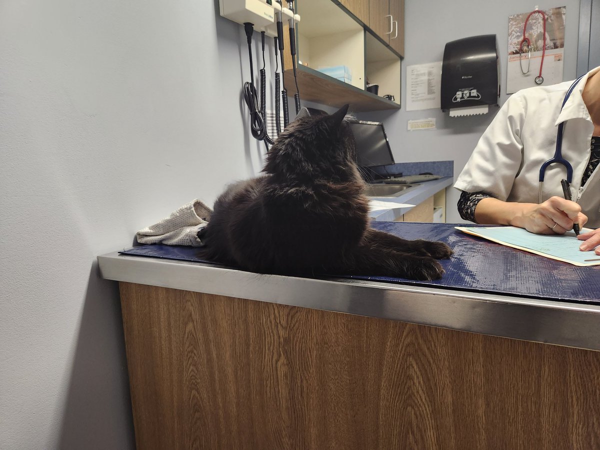 Vehliayn's tweet image. My kitty Loki has been having issues with his teeth, making him not eat as much from pain. Took him to the vet today and depending on how many teeth need removed it can be anywhere from 630$ to over 1000$. I'll be pushing out some YCHs soon, and as usual I'm open for sketches.