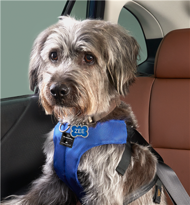 Uniquely designed in our signature Subaru blue, allow your dog to travel in style (and safety) thanks to our 2023 Forester Pet Harness!

Manufactured by Sleepypod® go the extra mile and buckle up your pup! 🐕 💙 #Dogs #Love #GoOutsideAndPlay