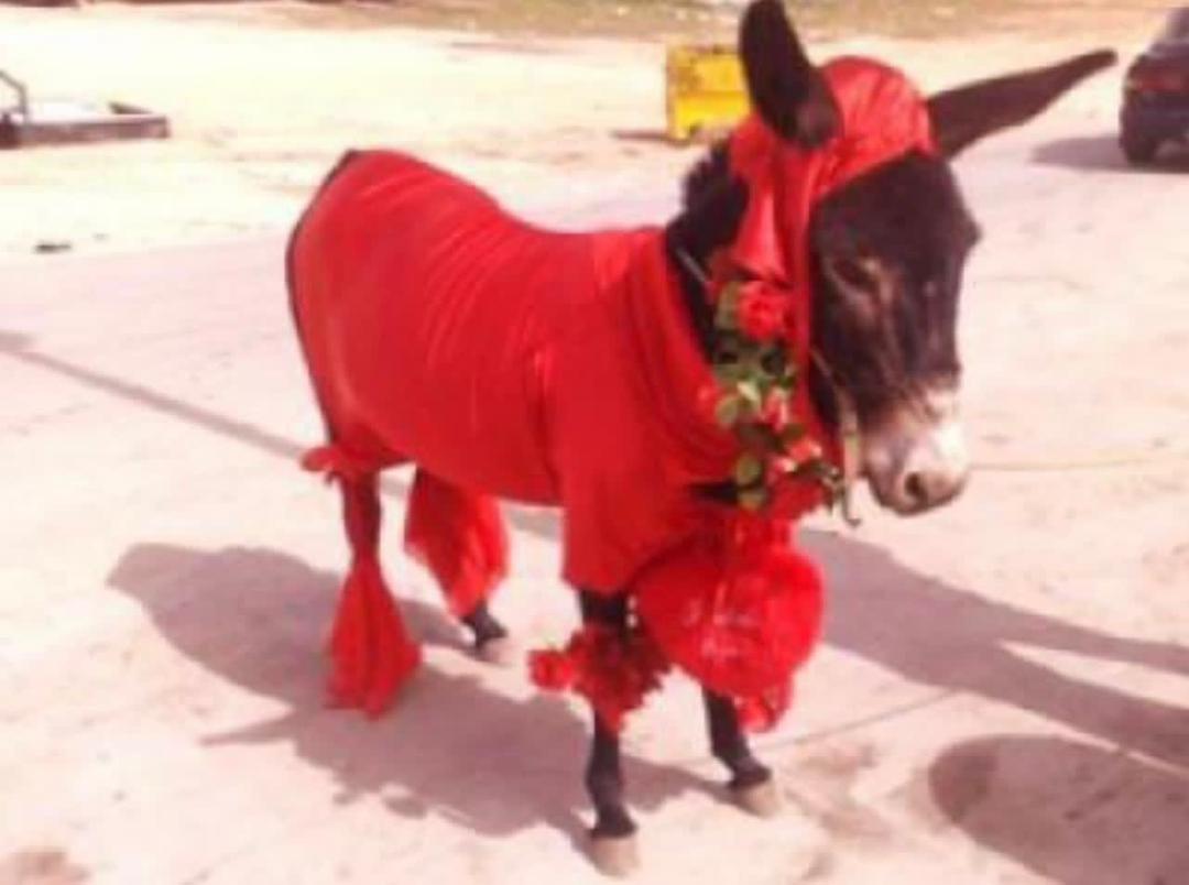 عبدالحميد دشتي .. للبيع
مرتزق رخيص يمارس دور العاهرة ويقبل النوم في أي فراش وعلى أي سرير .. مخلص للدينار والدولار ويكد كد الحمار

تستعمله وتقطّه بأي وقت تشاء
يقبل الدفع بالأقساط