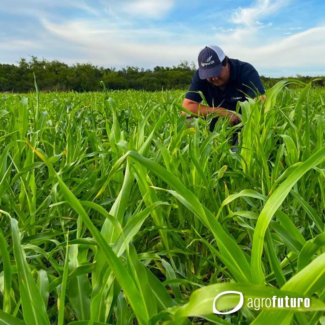 Agrofuturo (@agrofuturosa) on Twitter photo 🙌 ADV 2650 IG expresando su potencial en año seco 📍Arenal Chico, Flores.
<a href="/advantaseedsarg/">Advanta Semillas Arg</a>
#igrowht #sorgoIG #sorgoforrajero #advanta #agricultura #agricultores #campo #forraje #ganaderia #lecheria 🙌 ADV 2650 IG expresando su potencial en año seco 📍Arenal Chico, Flores.
<a href="/advantaseedsarg/">Advanta Semillas Arg</a>
#igrowht #sorgoIG #sorgoforrajero #advanta #agricultura #agricultores #campo #forraje #ganaderia #lecheria
