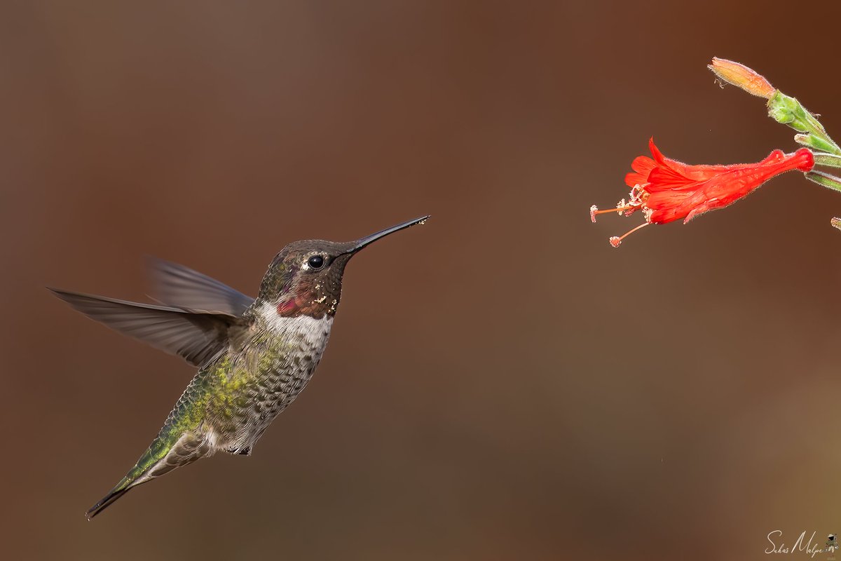 Notice the pollens and the nectar on the edge of the beak... #hummingbird #birds #nature #bird #hummingbirds #naturephotography #birdphotography #birdwatching #hummingbirdphotography #photography #birding #california #flowers #bestbirdshots #canon #annashummingbird