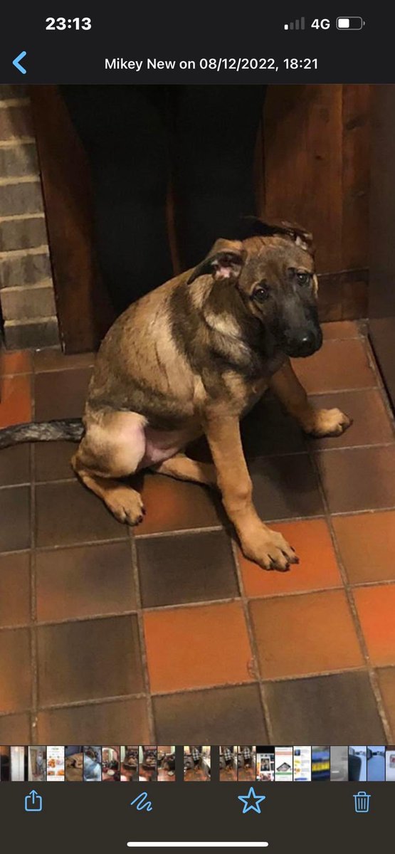 clares14764190's tweet photo. Please share - Essex. CM12 Has been clipped by a car and ran off https://t.co/iHaabjLD2d