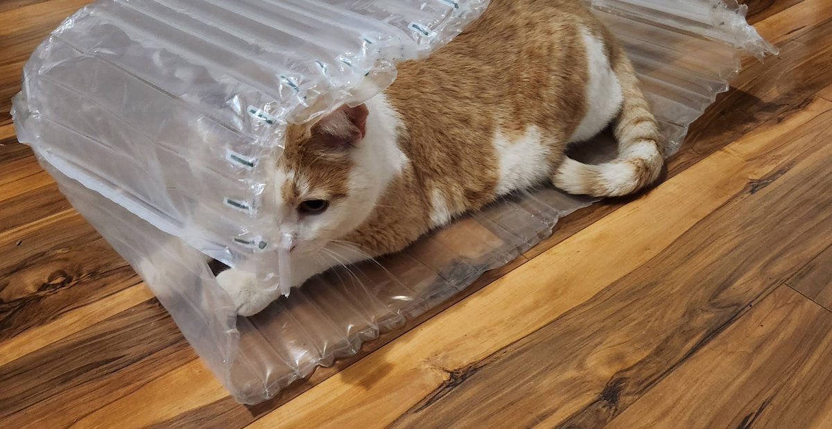SaritaCatFriend's tweet image. If it fits it ships, right? #CatsOnTwitter #BubbleCat
