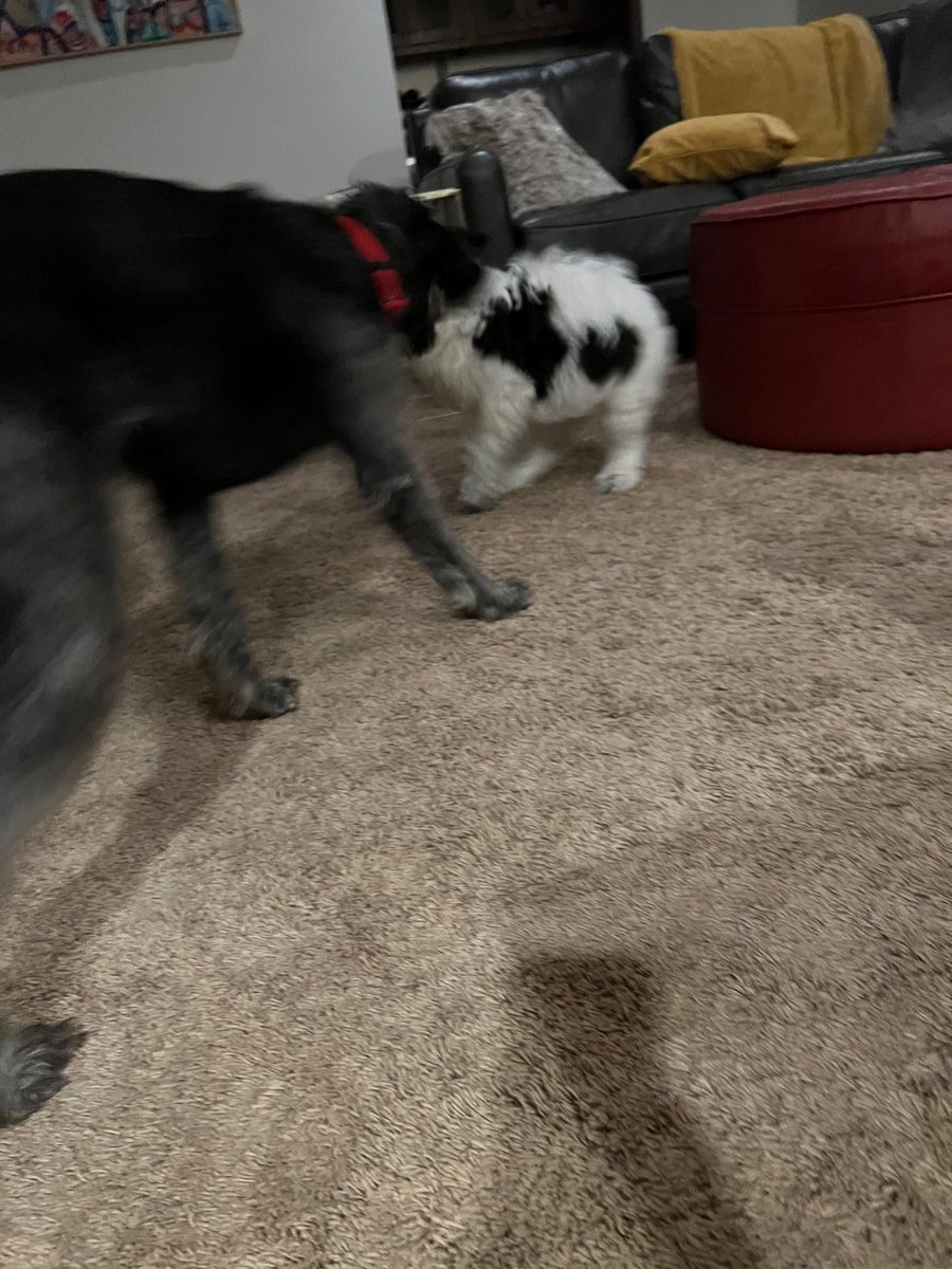 best friends who destroy their bff toys together, stay together