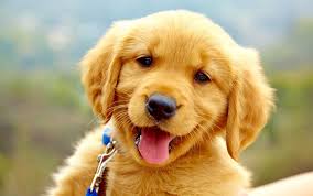 KayWalk64886496's tweet photo. The bond between a dog and their owner is truly special, they bring so much joy and happiness into our lives. #DogBond #PetLove https://t.co/rCGxKx6Niu