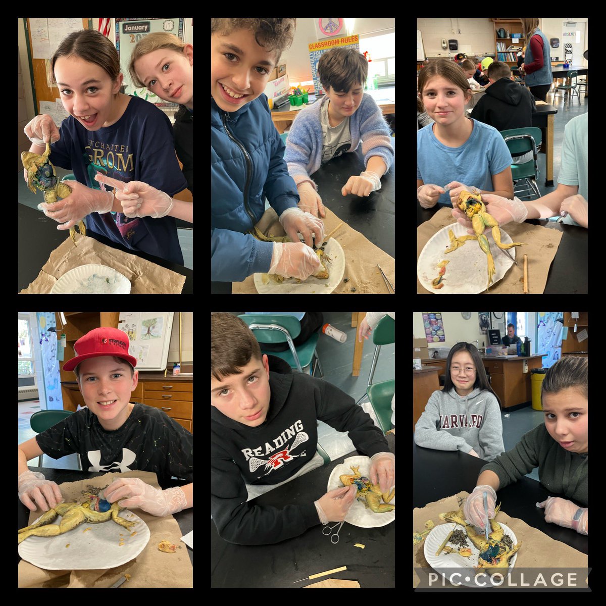 Jacobsmeier10's tweet photo. Love hanging out in the science class when it’s frog dissection time! 🐸🤮 https://t.co/toikfZHUVp