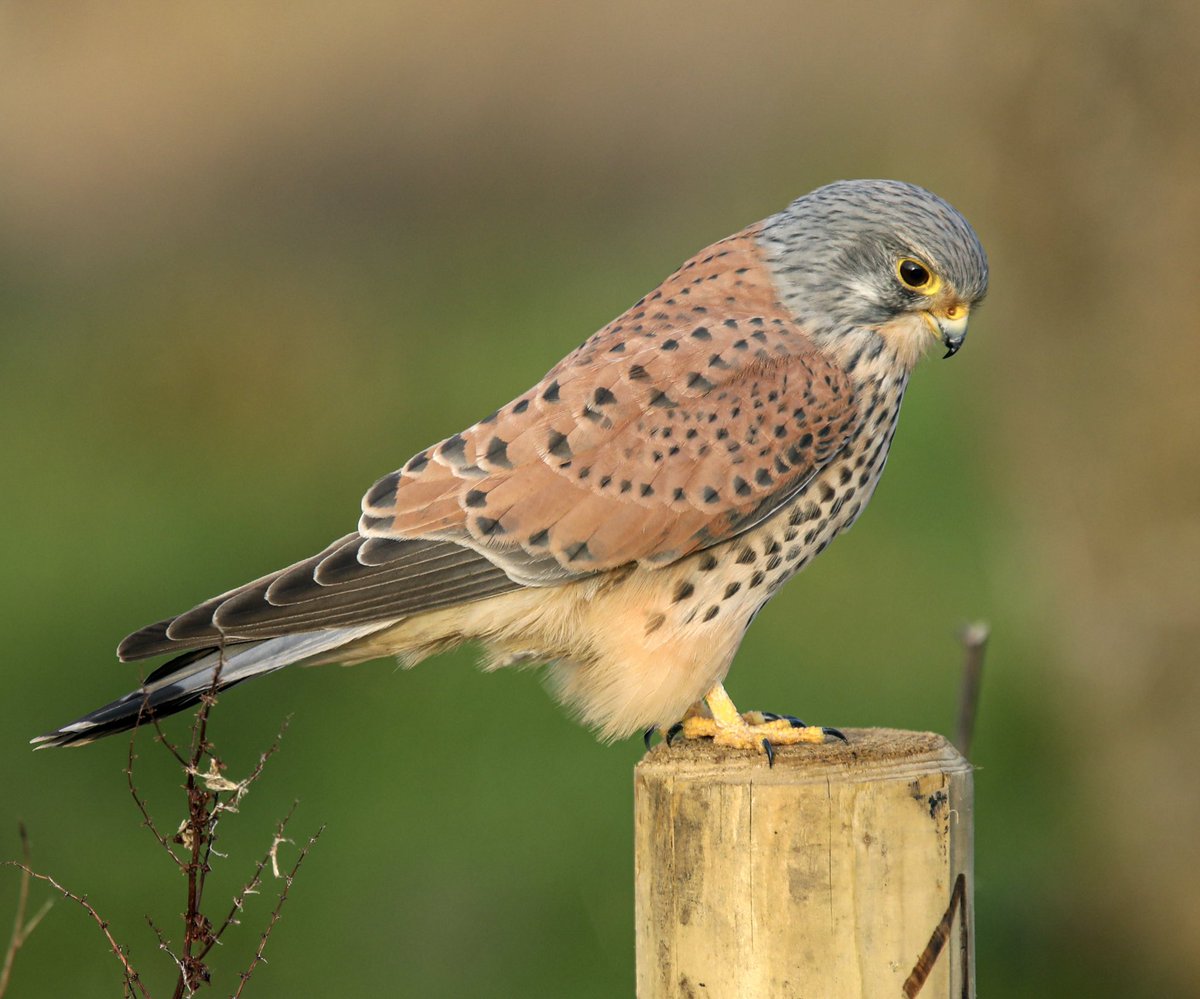 sykesjeff's tweet photo. He’s one looking proud Male Kestrel https://t.co/mHzkybjMSK