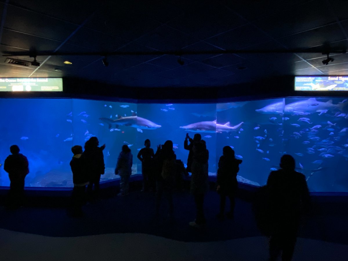 ccsdschools's tweet image. Some Fest astudents had a BLAST getting some #CommunityBasedLearning today at the Norwalk Aquarium! You can see the wonder in the students’ eyes as they learned about our planet’s huge underwater world and the animals that inhabit it! #ClarkstownCSD #STEM