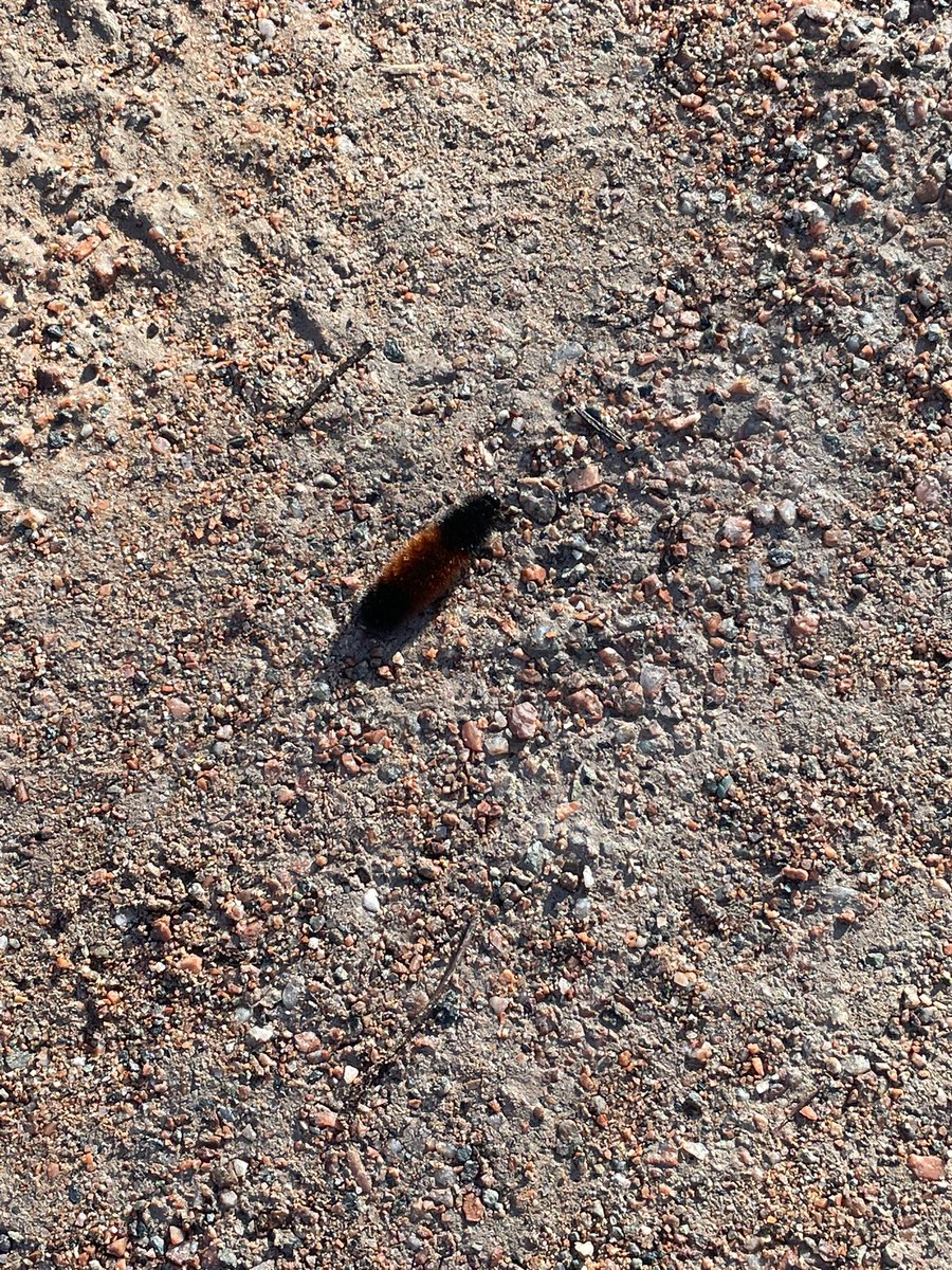 I saw this cute caterpillar today on my walk and then realized it’s January and I shouldn’t be seeing this cute little caterpillar!  <a href="/JayScotland/">Jay Scotland</a> where is the cold?  Where is the snow?  #climatechange #pei