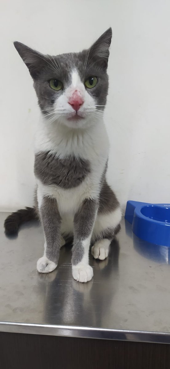 Clanaty's tweet photo. Hola, Twitter. Les pido como siempre ayuda en RT. Este muchacho se llama Silvestre, tiene 8-9 meses, está esterilizado, es muy amoroso y casero. La persona que lo tiene dijo que si no se le consigue hogar en estos días, vuelve a la calle. Info 3204431910 o 3106987796 #Bucaramanga https://t.co/3Z8bqGS1qx
