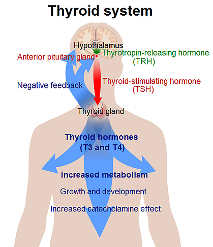 CyrexLabs's tweet photo. Autoimmune genetic predisposition can also prompt gluten reactivity. This response is like "turning on a switch." Once the switch has been turned on it can't be turned off. #Array3X #ThyroidAwarenessMonth https://t.co/jqfYSSEPFp https://t.co/ebpUXc3SlW