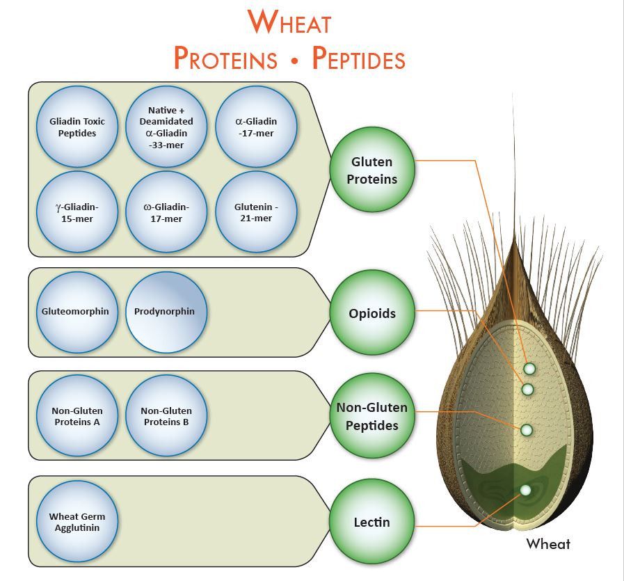 CyrexLabs's tweet photo. Autoimmune genetic predisposition can also prompt gluten reactivity. This response is like "turning on a switch." Once the switch has been turned on it can't be turned off. #Array3X #ThyroidAwarenessMonth https://t.co/jqfYSSEPFp https://t.co/ebpUXc3SlW