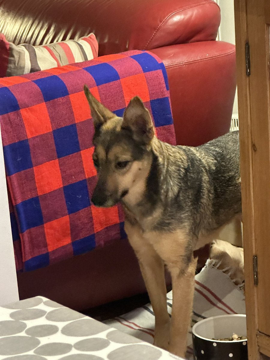 On <a href="/BBCScotland/">BBC Scotland</a> at 2100 catch Simon Wooler, our brilliant dog behaviour consultant for #sophiefromromania talking about nervous rescue dogs on <a href="/BBCScotNine/">The Nine</a>