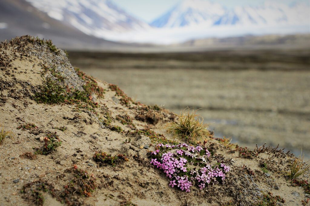 ICYMI: International research network tracks 30 years of #ecosystem changes in the #Arctic 🌱❄️

Read <a href="/JKliever/">Jenny Kliever</a>'s post highlighting research from the International Tundra Experiment (#ITEX): blog.cdnsciencepub.com/international-…

📸@katrin355