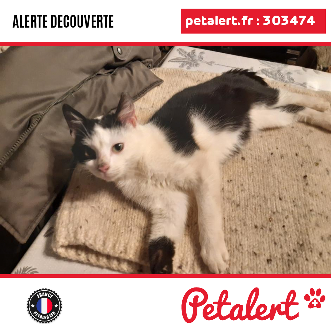 petalert_france's tweet photo. Trouvé #Chat #Vosges #Chamagne #Petalert  #PetAlert88 / https://t.co/IJ8lG7KkCV https://t.co/xFL0ujTefX