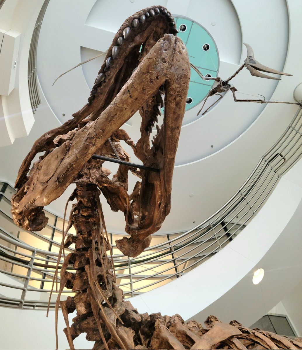 Happy #MuseumSelfieDay! Selfies are difficult with short arms....😔🦖