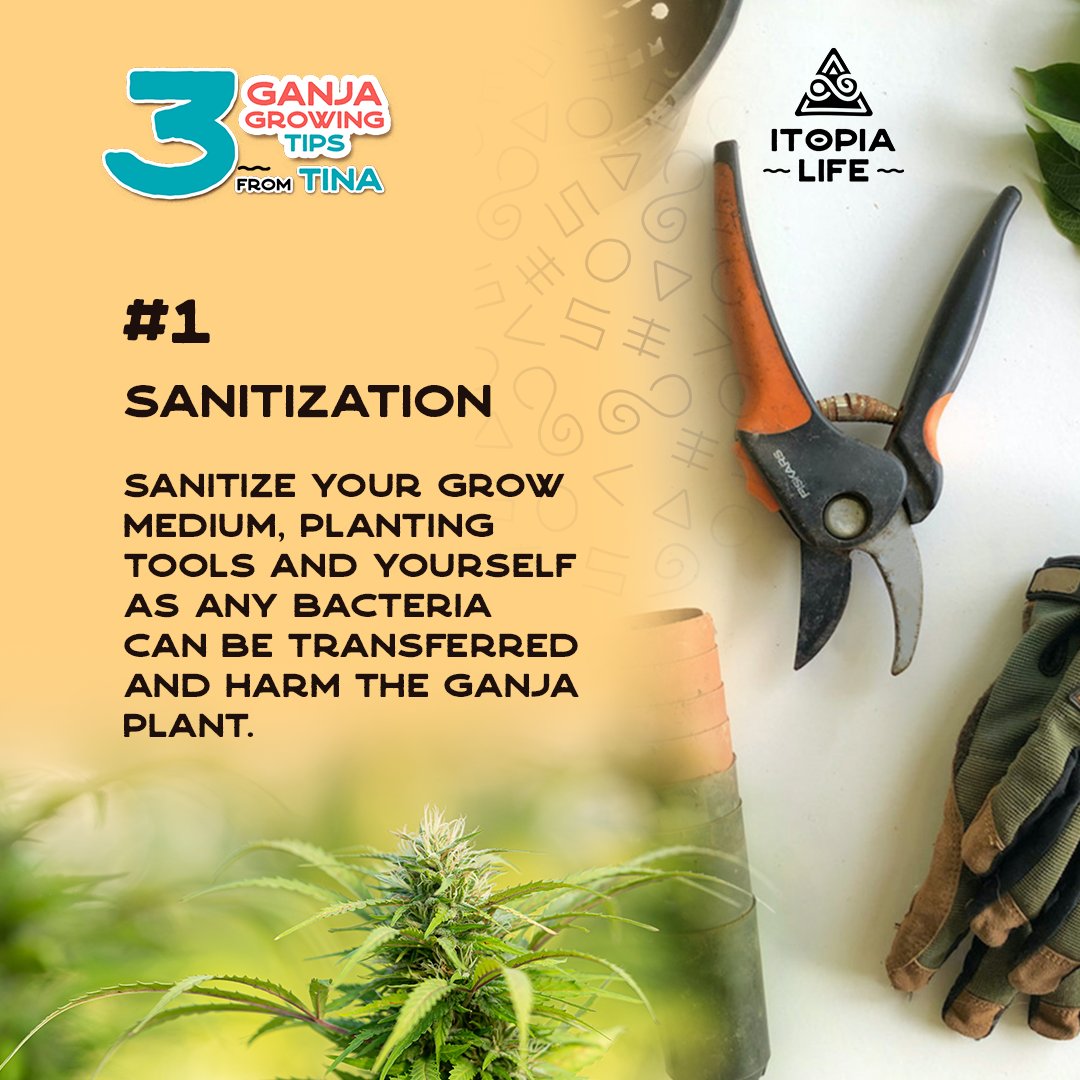 itopialife's tweet photo. Class is in session!
Our master grower Tina is here to share a few tips that you can use to help you to grow the best Ganja plants that you can.

#itopialife #relax #relief #recharge #Ganja #ganjagrow #ganjagrowing101 https://t.co/igm4I41Ddi