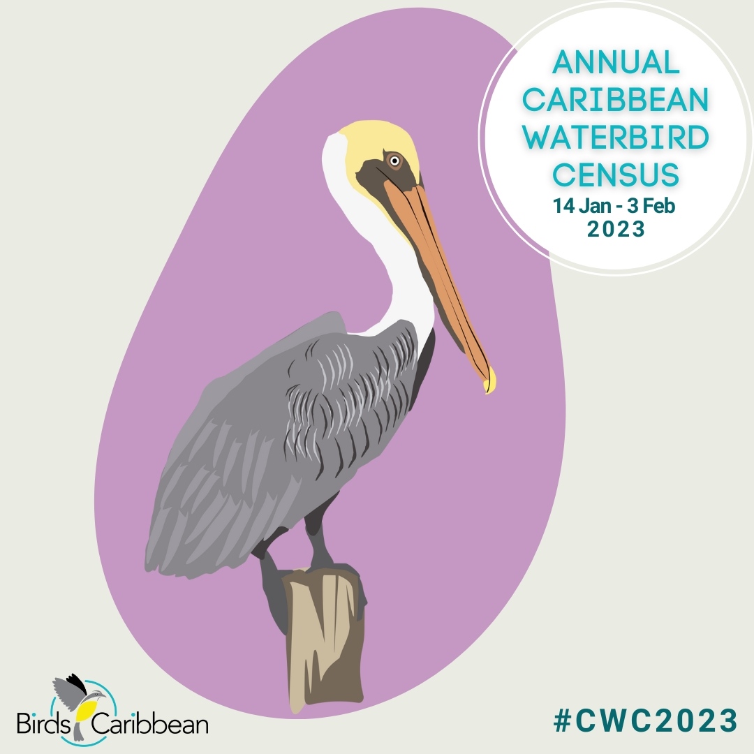 Without a doubt, today’s featured #CWC2023 #waterbird 🏝 is one of the more easily recognized #birds by birders and non-birders alike. It’s the #BrownPelican! ✨ 

For identification tips and more interesting facts head over to bit.ly/CWC-Brown-Peli… 

#CaribbeanWaterbirdCensus