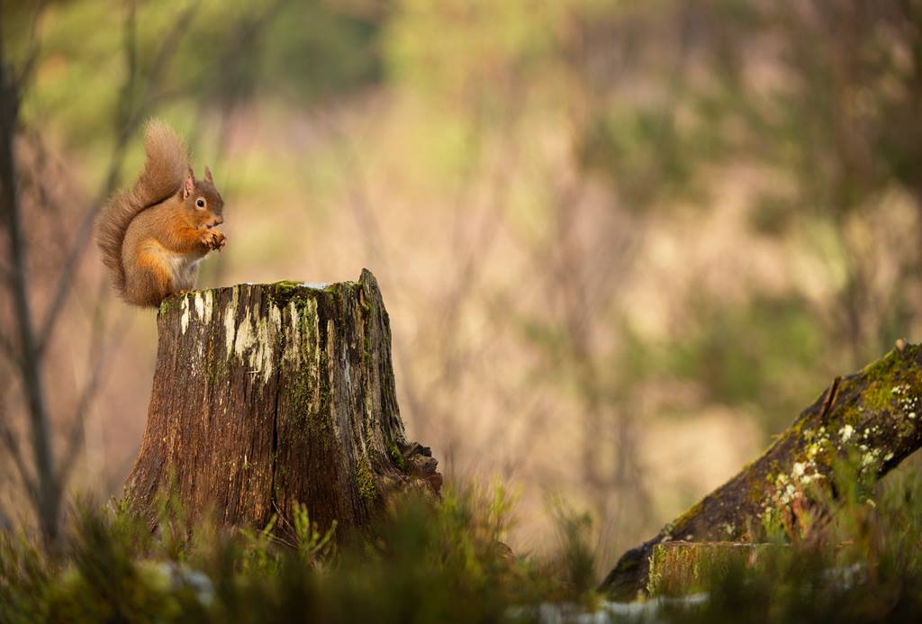 Another fantastic episode! What was your favourite #Winterwatch moment?

Tune in again tomorrow at 8pm on BBC2 to find out more about red squirrel feeding habits. 🐿️ 🌰