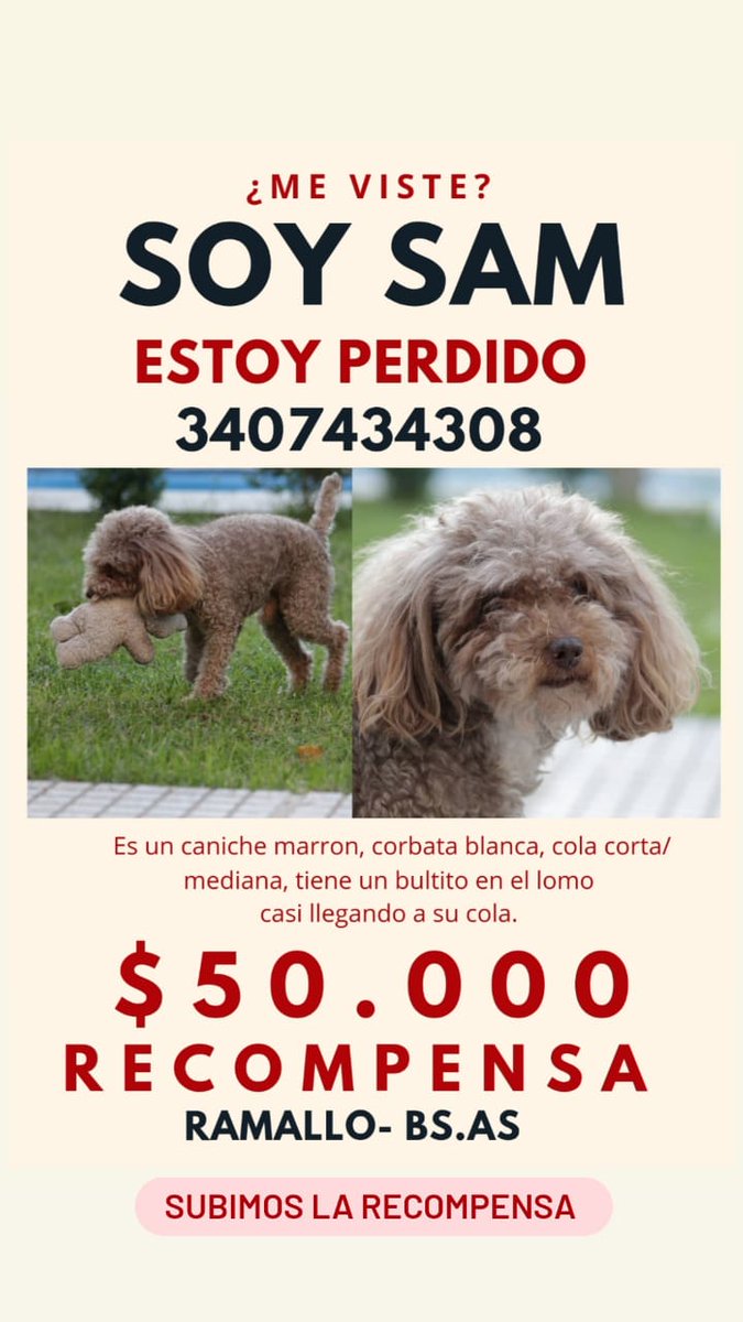 solman_1's tweet photo. #BuscamosASam 🙏
Se necesita la difusión de todos para que Sam pueda volver con su familia. 💫❤️🙏 https://t.co/CVJKPq8ilp