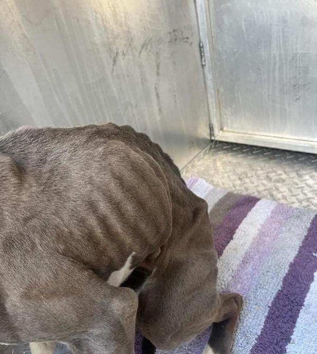 Detroit Dog Rescue tweet media