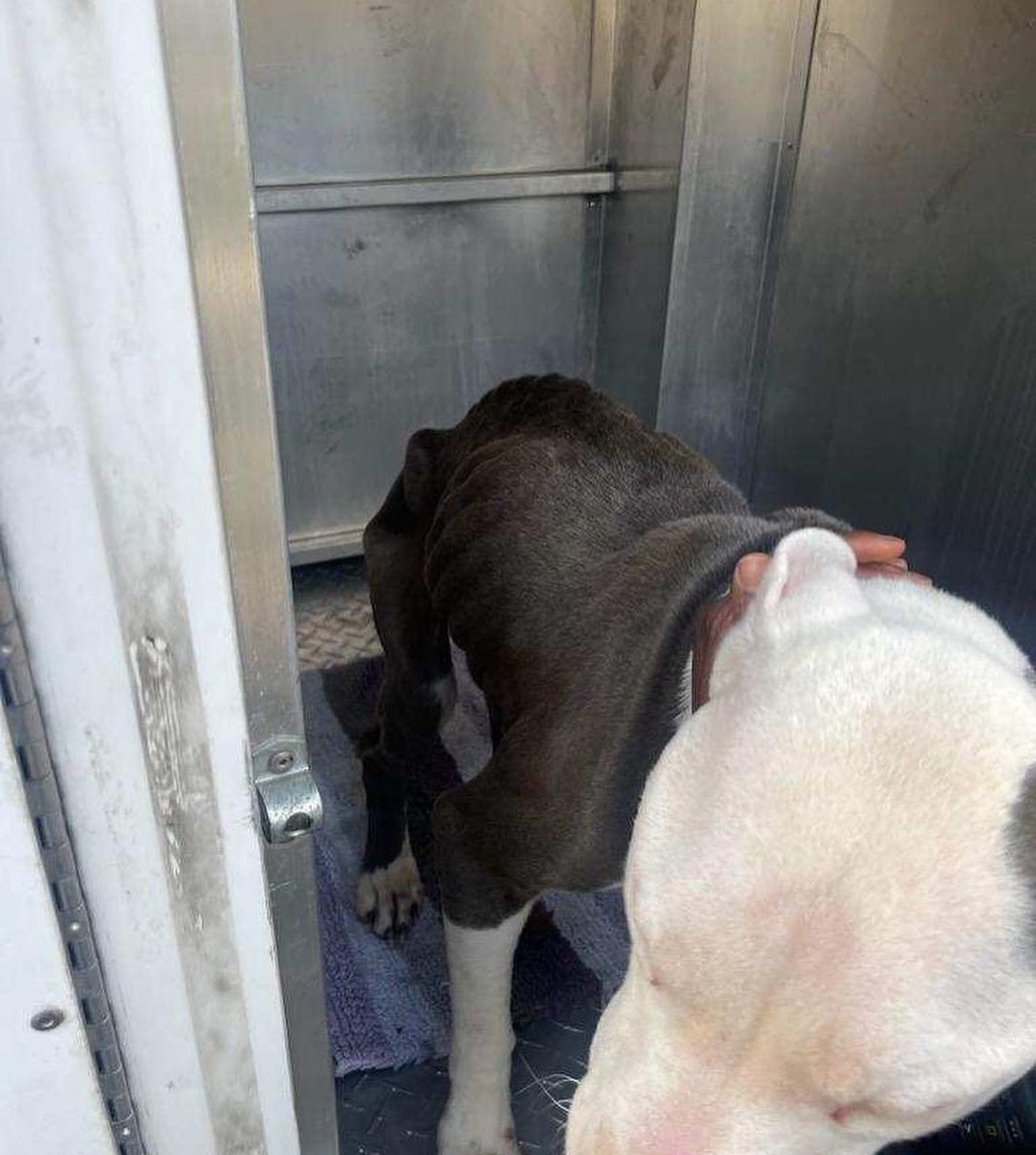 ‼️URGENT #Rescue in Progress. This sweet girl pulled at our heart strings and was found fending for herself in the garbage in Detroit. The photos don't show how skinny she really is. We've named her Angel & she needs our help. Please help by donating at DetroitDogRescue.com