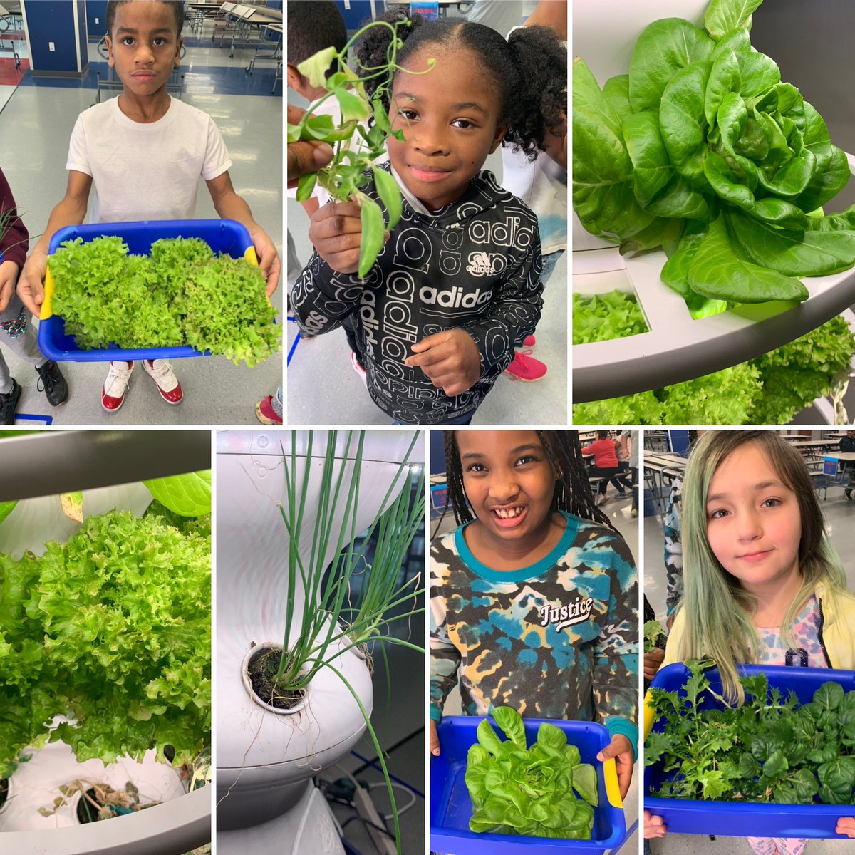 hensongrade3's tweet image. Freshly grown vegetables in January!!! #hydroponics #yearroundfarmersmarket #thisishowweSTEM #engineeringthefuture #agrotechnology