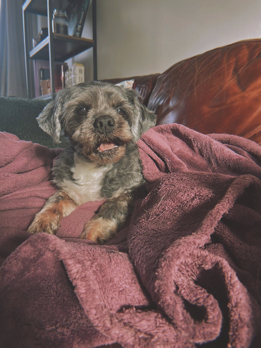 Herbie is the best grief companion 🥹