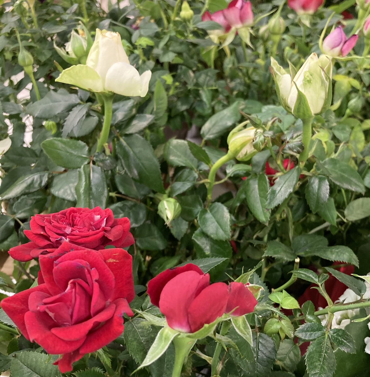 “Starting here, starting now; Honey, everything’s coming up #roses.”-Stephen Sondheim & Jule Styne #RoseWednesday #rose #Flowers #flower #flowerphotography #NatureBeauty #beautiful #wednesdaythought #iSpyNY @DavidMariposa1 @kathy_husser @christinedemar @HomeSweetFL1 @tinykarin