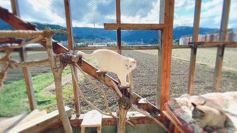 sen10teto's tweet image. おはようございます😊

来週？九州にも、また寒気がくる
日向ぼっこ🌞は今のうち……

風はヒンヤリするね。

 #小さな猫庭
 #キャティオ
 #catio