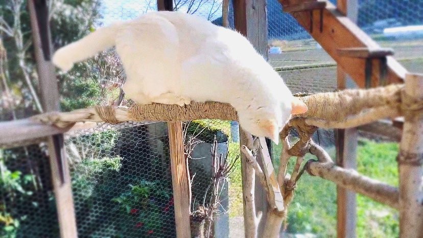 sen10teto's tweet image. おはようございます😊

来週？九州にも、また寒気がくる
日向ぼっこ🌞は今のうち……

風はヒンヤリするね。

 #小さな猫庭
 #キャティオ
 #catio