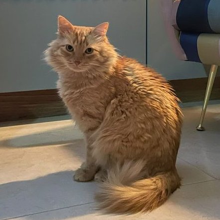 MarmotaEkun's tweet image. Catnuary 2023, Todo el mes de enero dedicado a un gato diario.
Este es Meliodas el michijo de @Canopath  :D . Espero haberle hecho honor y que sea de su agrado. Les dejo una foto de referencia para que me digan si me salió. 
#Catnuary2023 #Catnuary #Gato #Michi #Cat #Neko