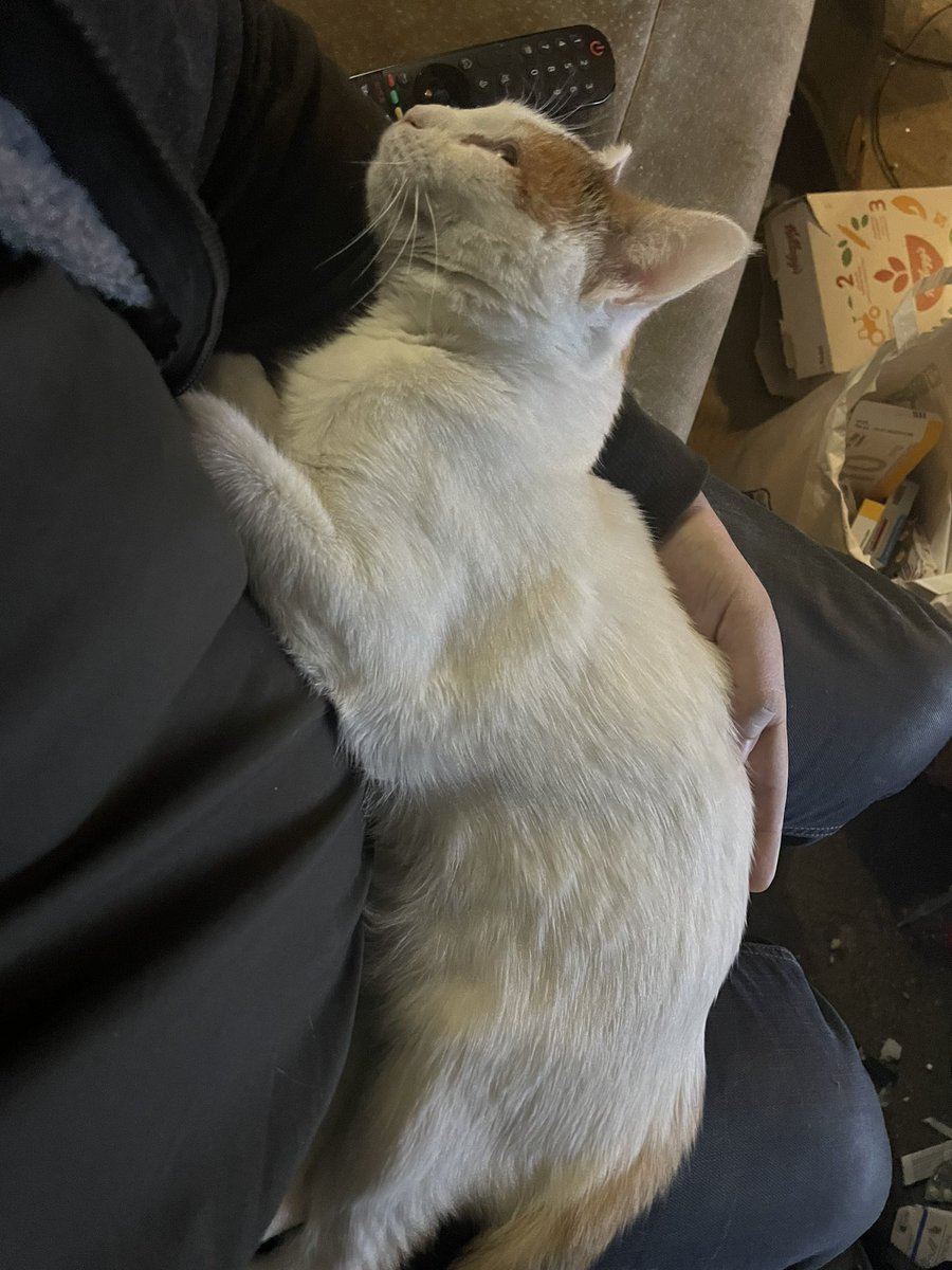 ProjectAntigone's tweet photo. Feeling so warm with my #cat #CatsOfTwitter #cute https://t.co/Q1HfQfEMp2