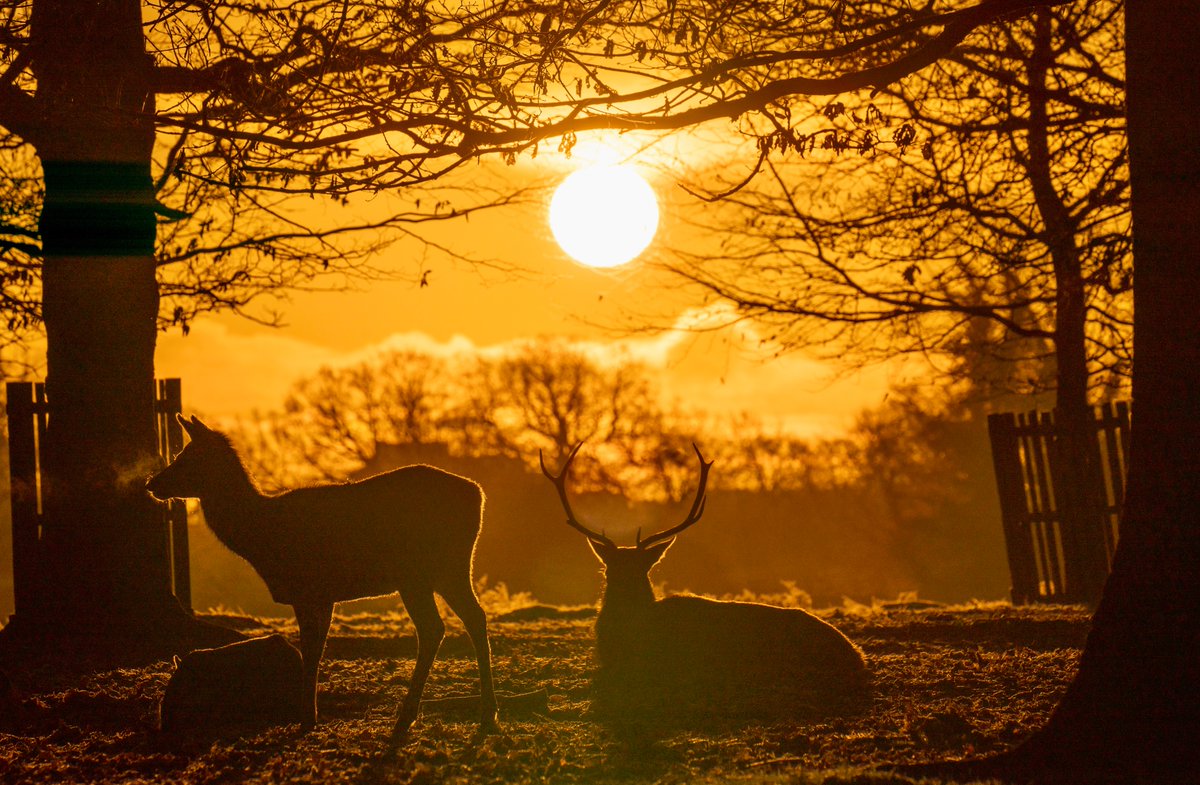 It was a great morning to be in #BushyPark. The hard frost and the clear conditions resulted in a beautiful, glowing light which lit up this group of red deer perfectly.🦌❄️☀️🥰
@theroyalparks @BritishDeerSoc @BBCCountryfile #Winterwatch #frostymorning #sunrise #NaturePhotography