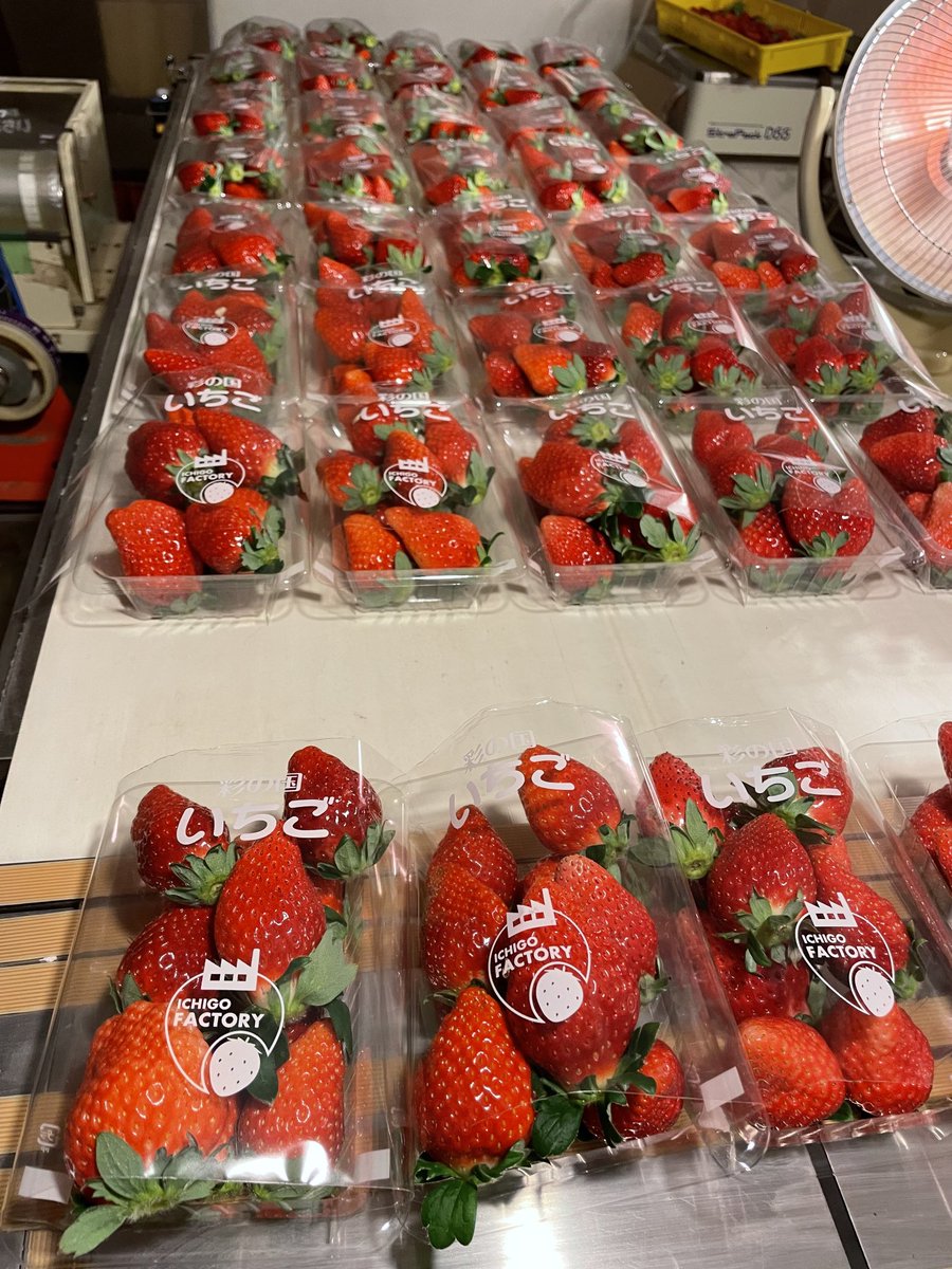 いちごファクトリー (@Ichigofactory_M) / Posts / X