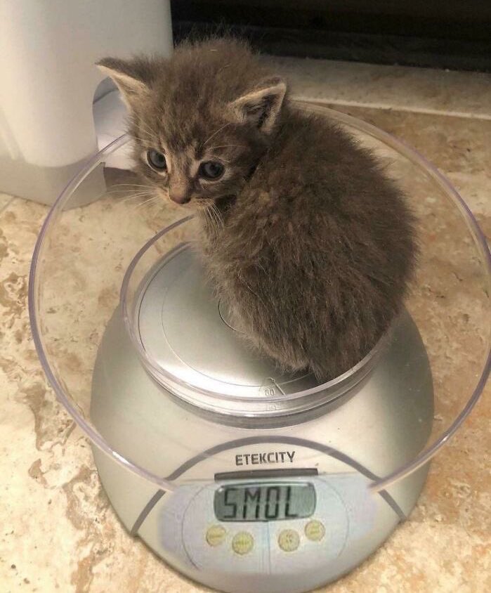 Posts Of Cats (@postsofcats) on Twitter photo 