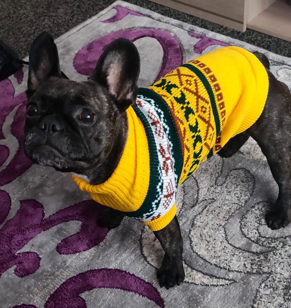 Coco’s new jumper is keeping her warm 🥰 #frenchbulldog #receptiondog #Therapistintraining