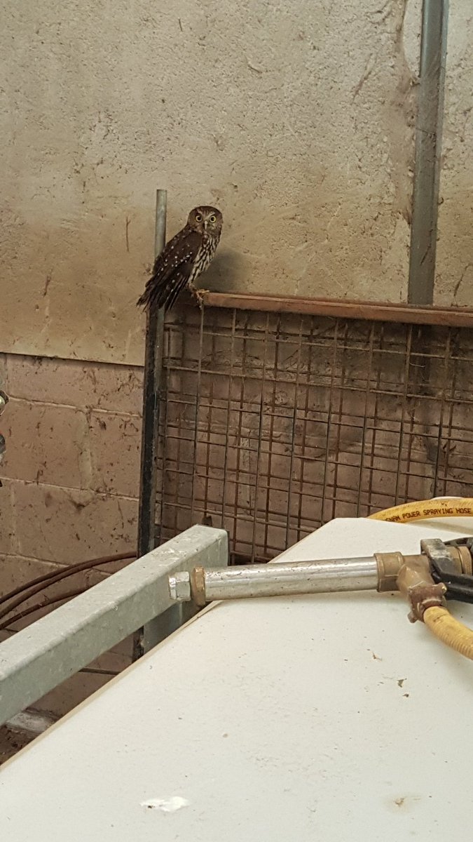 I had myself a little spectator while i was taking the spray tank off the tractor this morning 
#Ruru