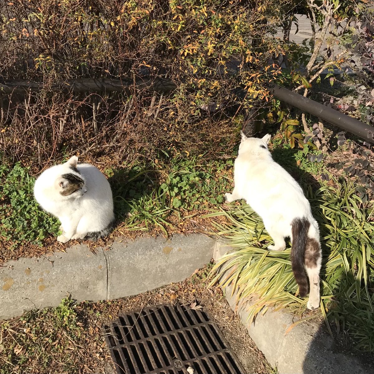 おはようございます😊

公園で1匹のネコちゃんを眺めていたら、そろりそろりともう1匹が近寄ってきました。
お友達か兄弟(姉妹)と思ったけどどちらも緊張しているみたい…
微妙な空気が漂う中、素人の部外者はその場を後に…(-.-;)y~~ ﾊﾞｲﾊﾞｲ   仲良くしてね😹