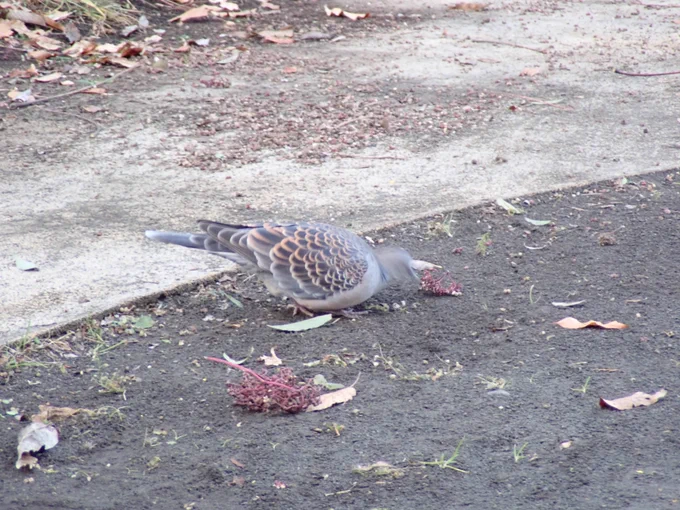 今朝もカラスザンショウのお客さん達を眺めていました。鳩ドリルが撮れた… 