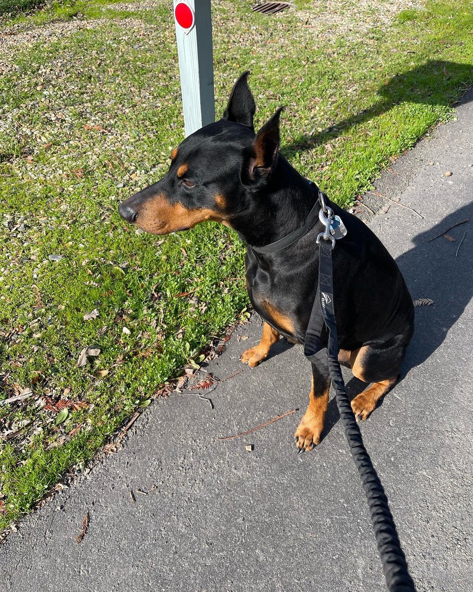 MzzMizery's tweet photo. Judas (#Doberman) did amazing on his walk, and followed all my commands. He is just the easiest and smartest boy. Elvira (#LabradorCorso) is still in training, but overall learned to “heel” quickly. #50MileDogWalkChallenge #StJudes #dogsoftwitter #dogs #dogsarefamily #labrador https://t.co/UtH3j8vpPo
