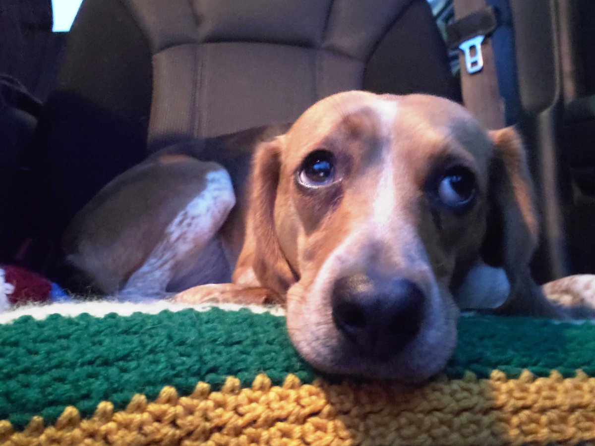 carolane_cle's tweet photo. When your sister doesn't get out of her voice lesson for another 15 minutes but mom says walkies are over #beagleproblems https://t.co/TJoe1ZOznB