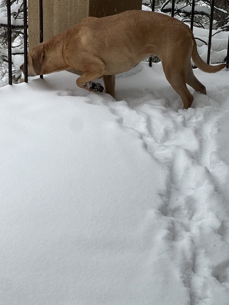 Laurie Cipriano (@lauriecipriano) on Twitter photo 