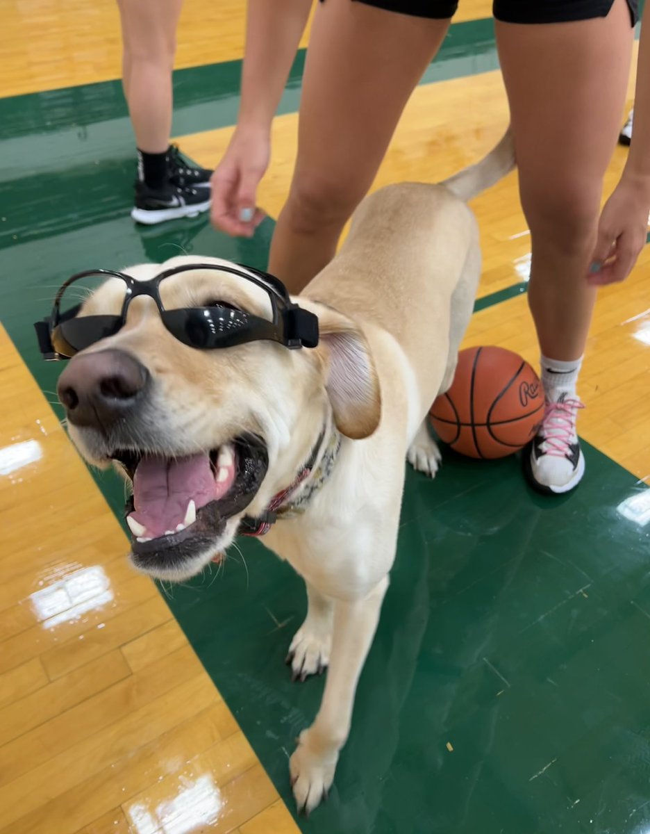Dribble goggles fitting just right 😂🏀💚 <a href="/NoviGirlsHoops/">NoviGirlsBasketball</a> <a href="/NCSDTherapyDogs/">NCSD Therapy Dogs 🧩🦮💚</a>